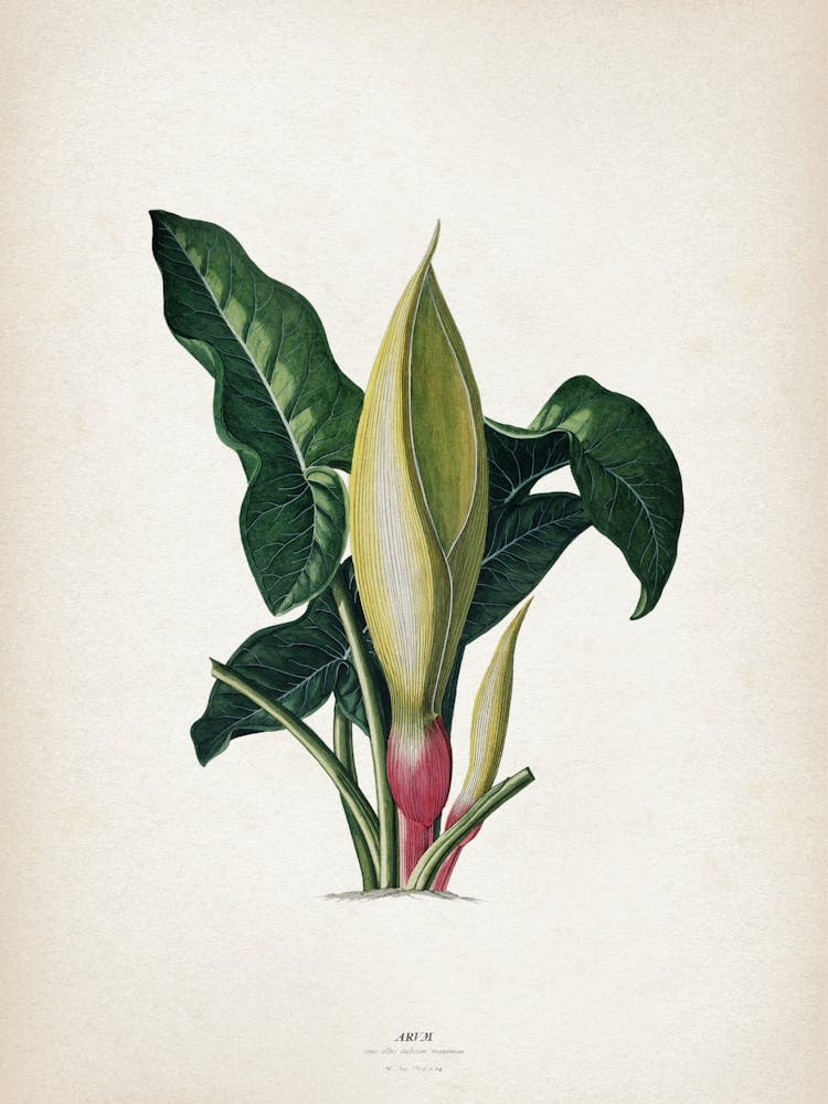 Vintage Ehret 4 Arum Italicum