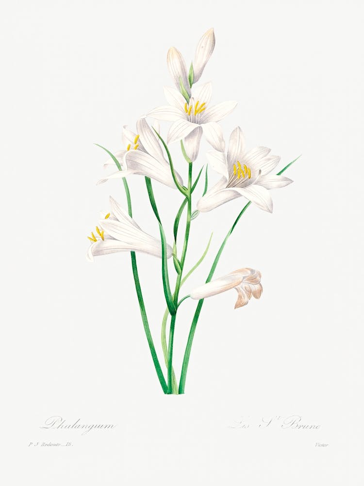 White Lily, Pierre Joseph Redoute