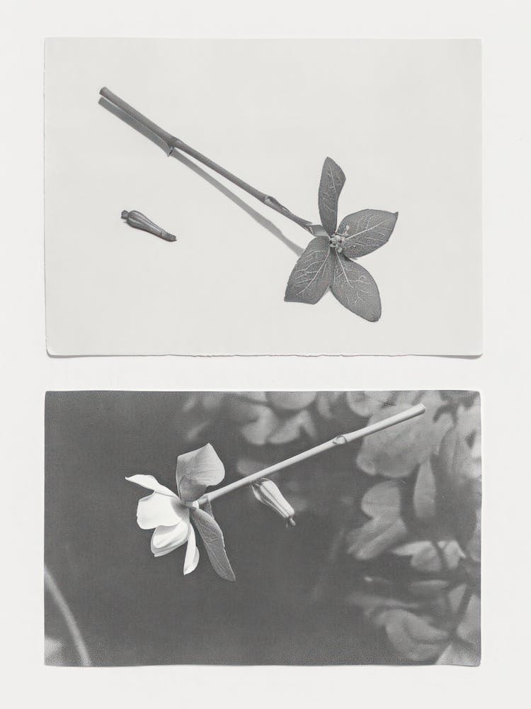 Jasmine Flower Photo Collage 3