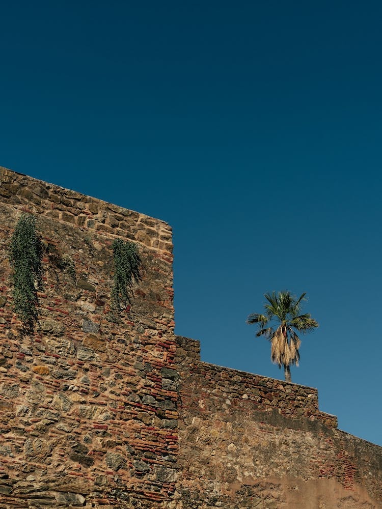 Palm tree look out, Malaga, Spain 1