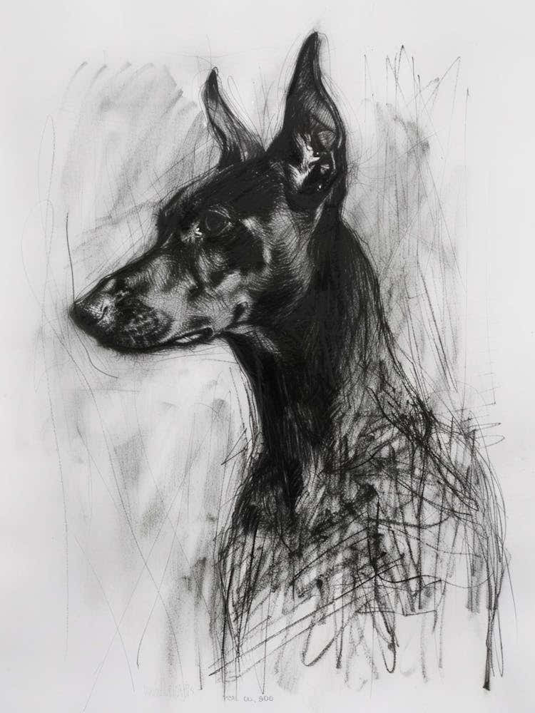 German Pinscher Dog Charcoal Line 2