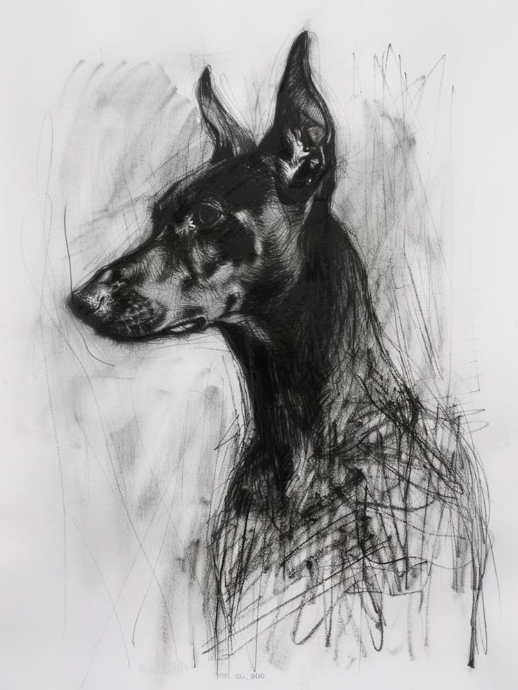 German Pinscher Dog Charcoal Line 2