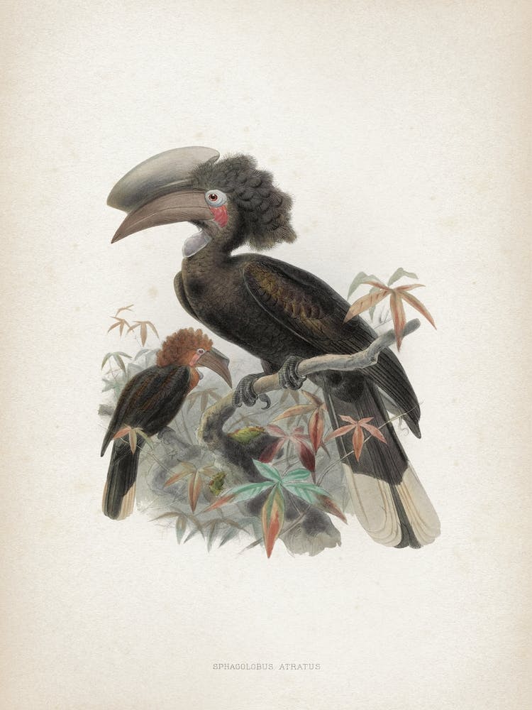 Vintage Keulemans 1 Sphagolobus Atratus
