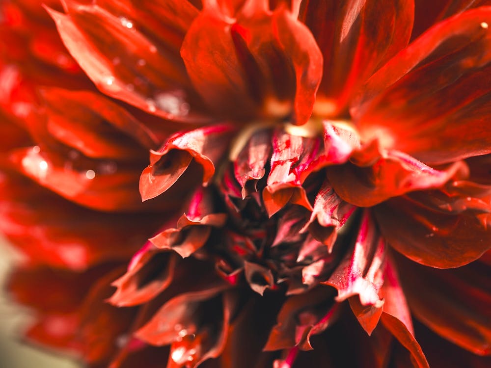 Red Dahlia