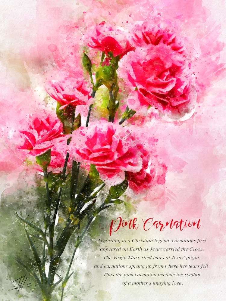 Pink Carnation