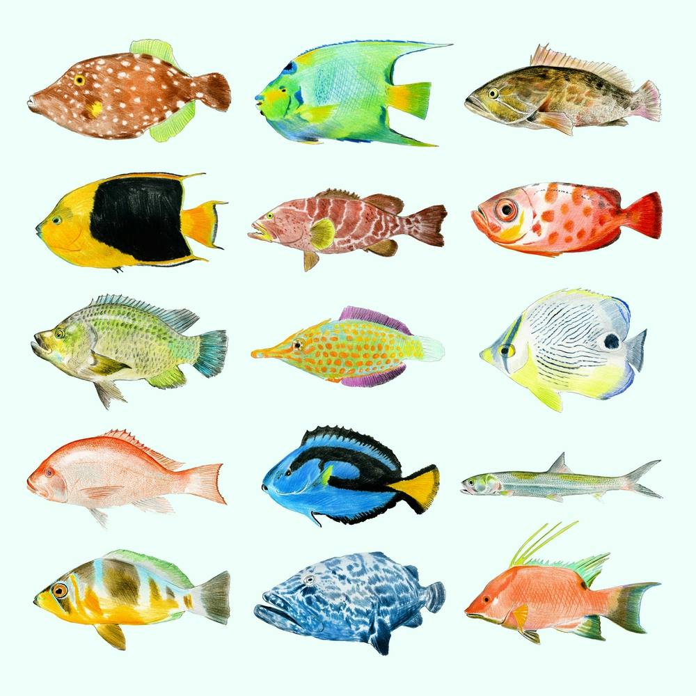 Aquamarine Fish Colourful Square