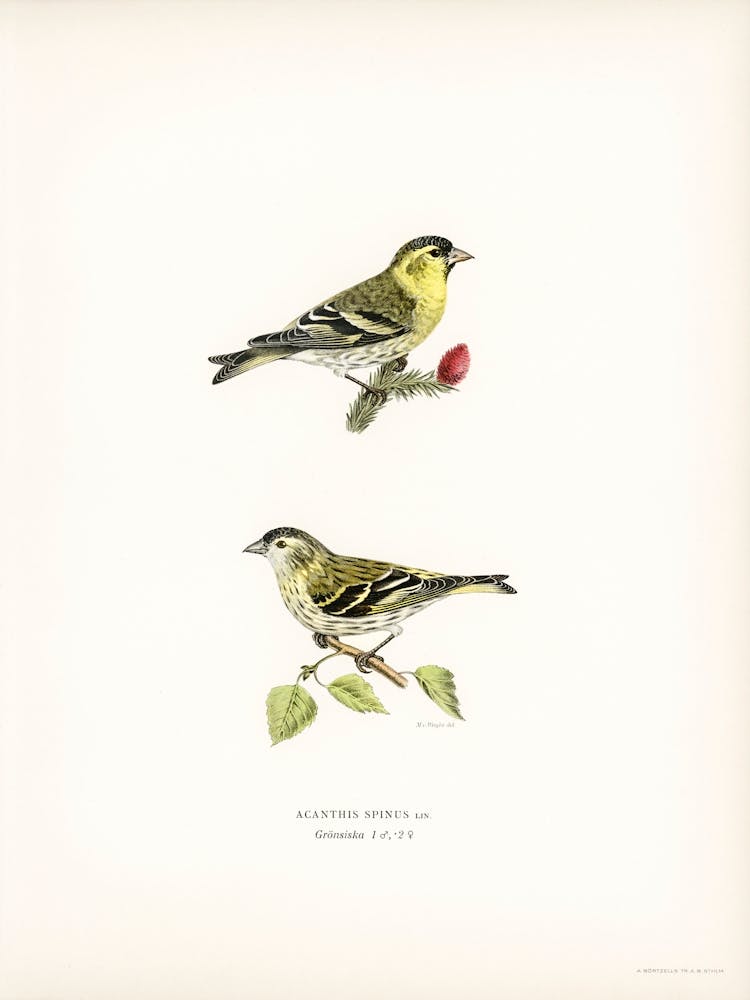Siskin (Spinus Spinus), The Von Wright Brothers