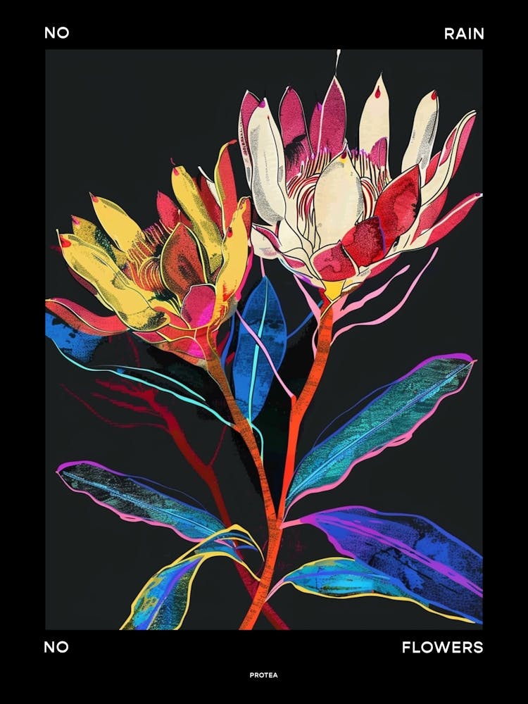 No Rain No Flowers Poster Protea 2