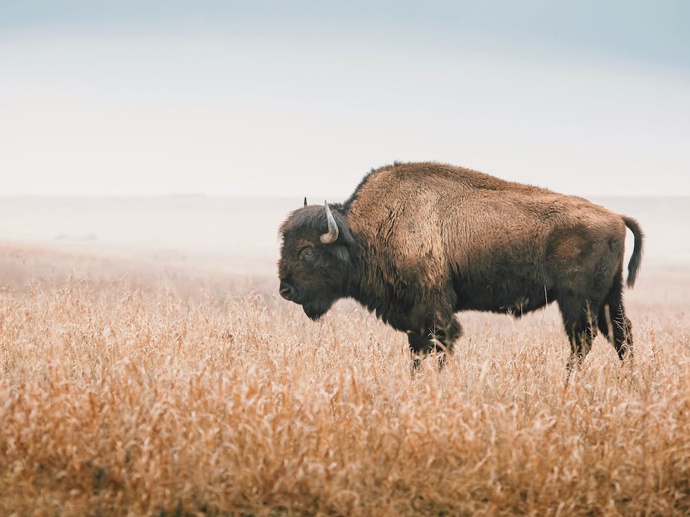 Bison In Wheat Field