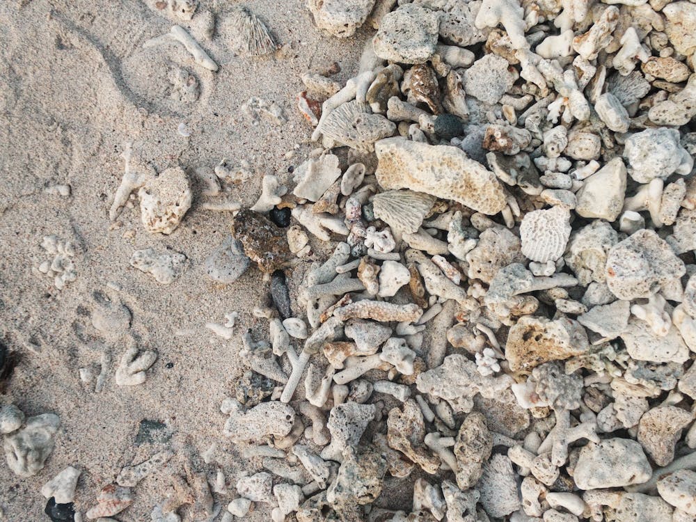 Shells On The Beach, Travel Photography Indonesia