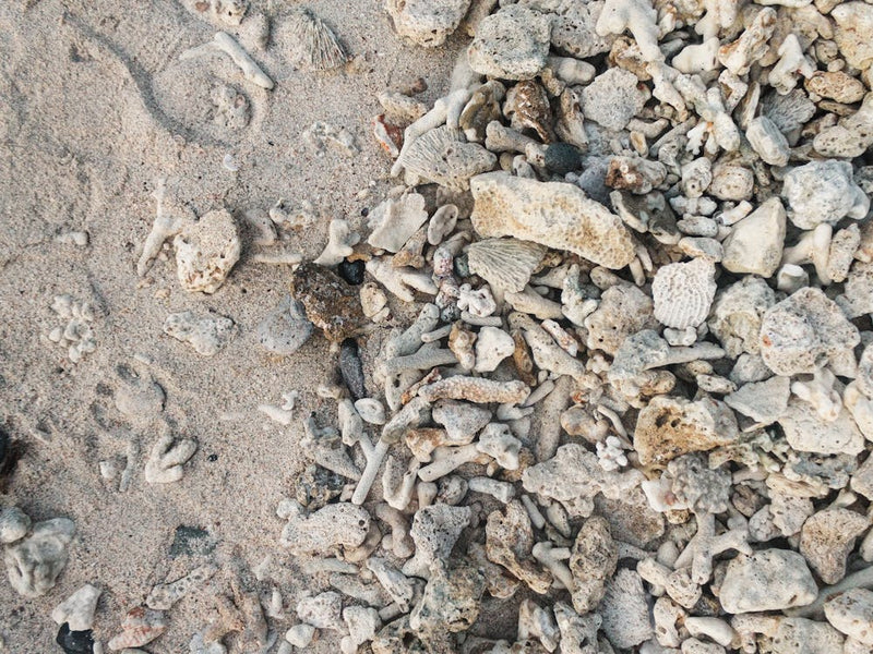 Shells On The Beach, Travel Photography Indonesia