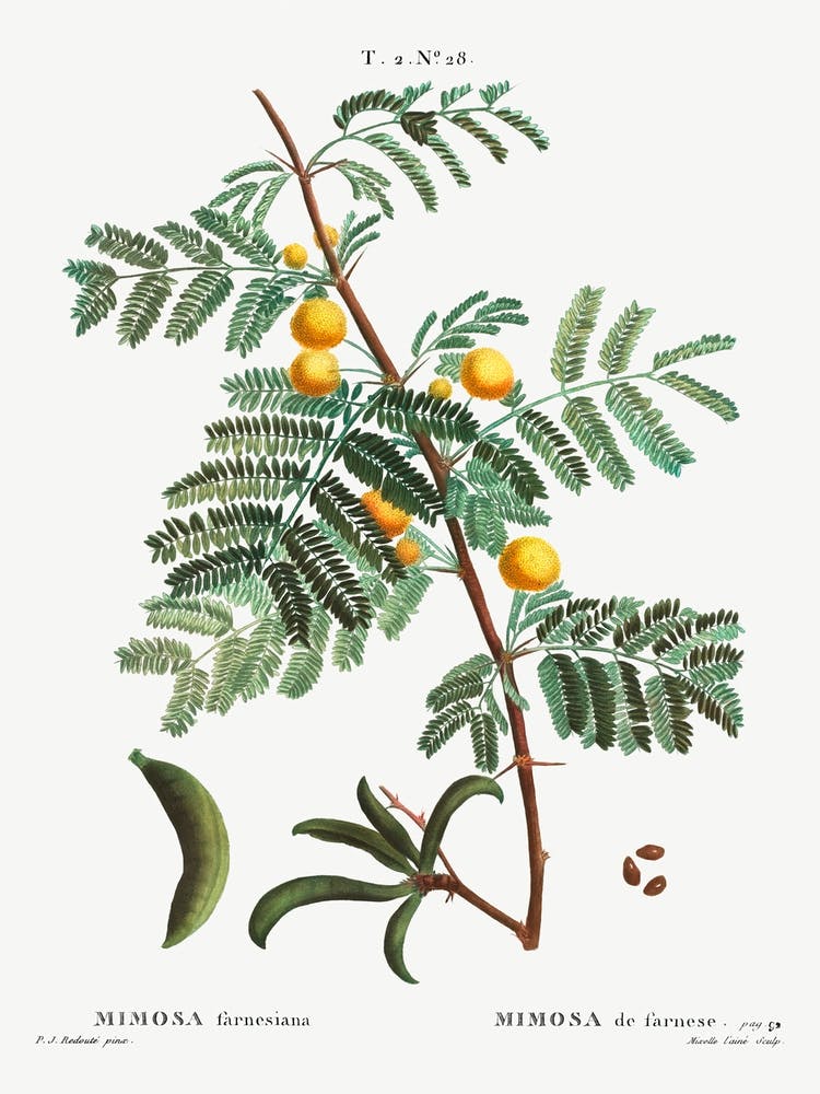 Sweet Acacia, Pierre Joseph Redoute