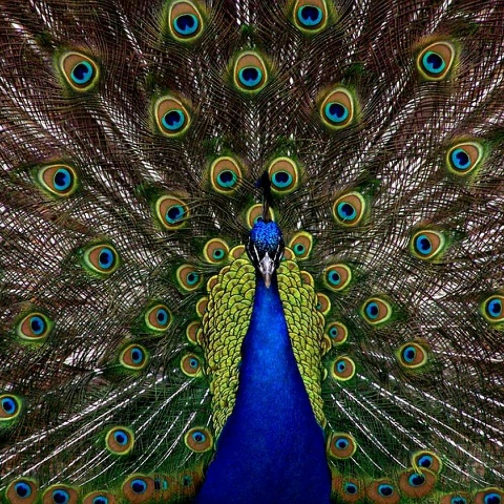 Pfau