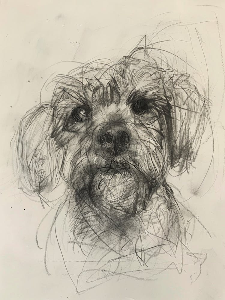 Dandie Dinmont Terrier Dog Charcoal Line 1