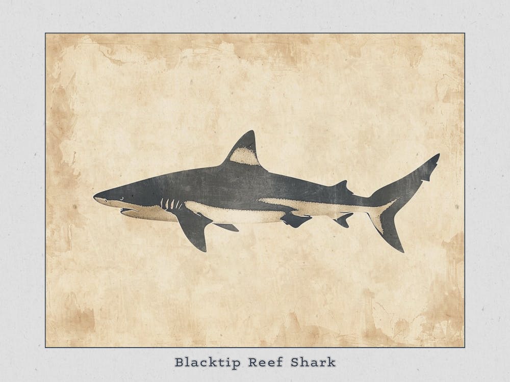 Blacktip Reef Shark Silhouette 3 Poster