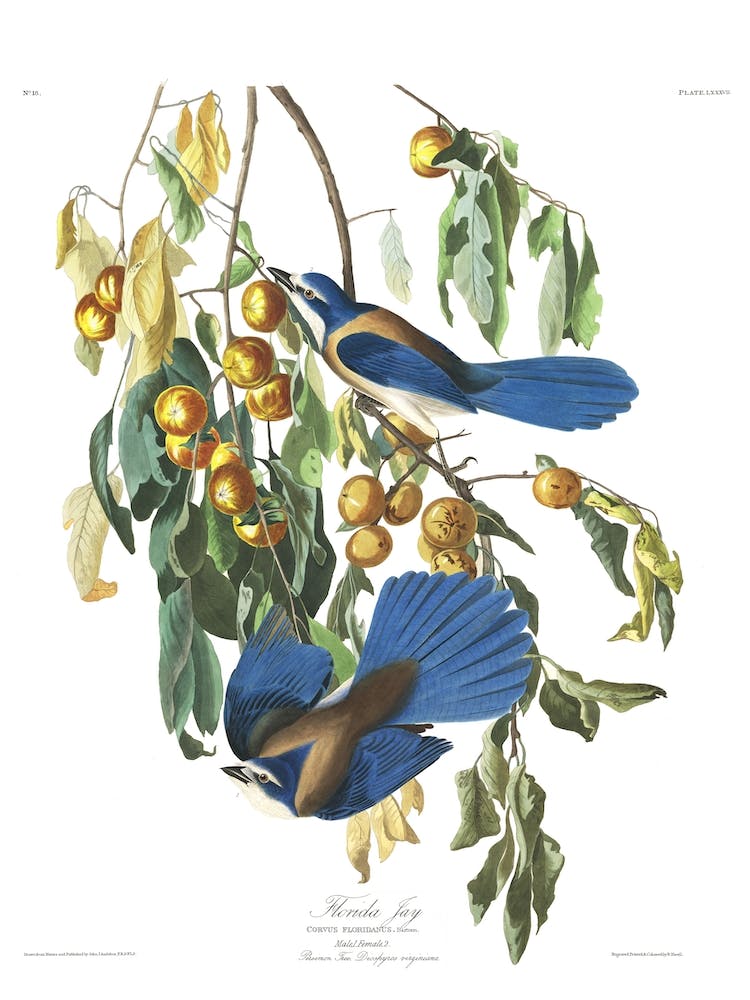 Florida Jay