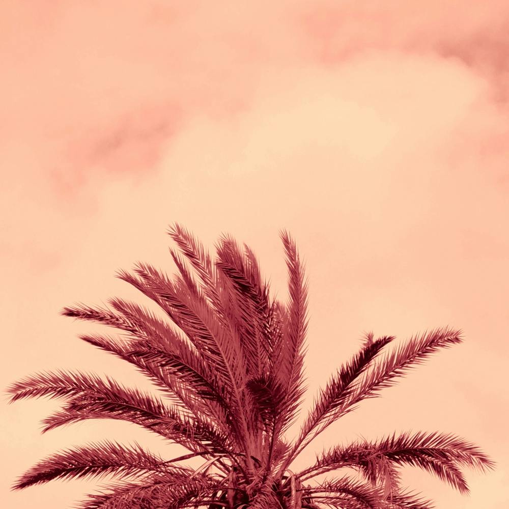 Half Palm Tree Nature Square Photo Beige Coral Terracotta Vintage Retro