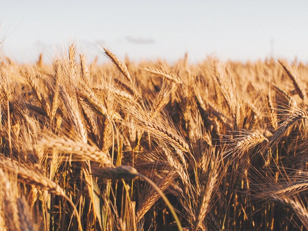 Wheat Field Scenery