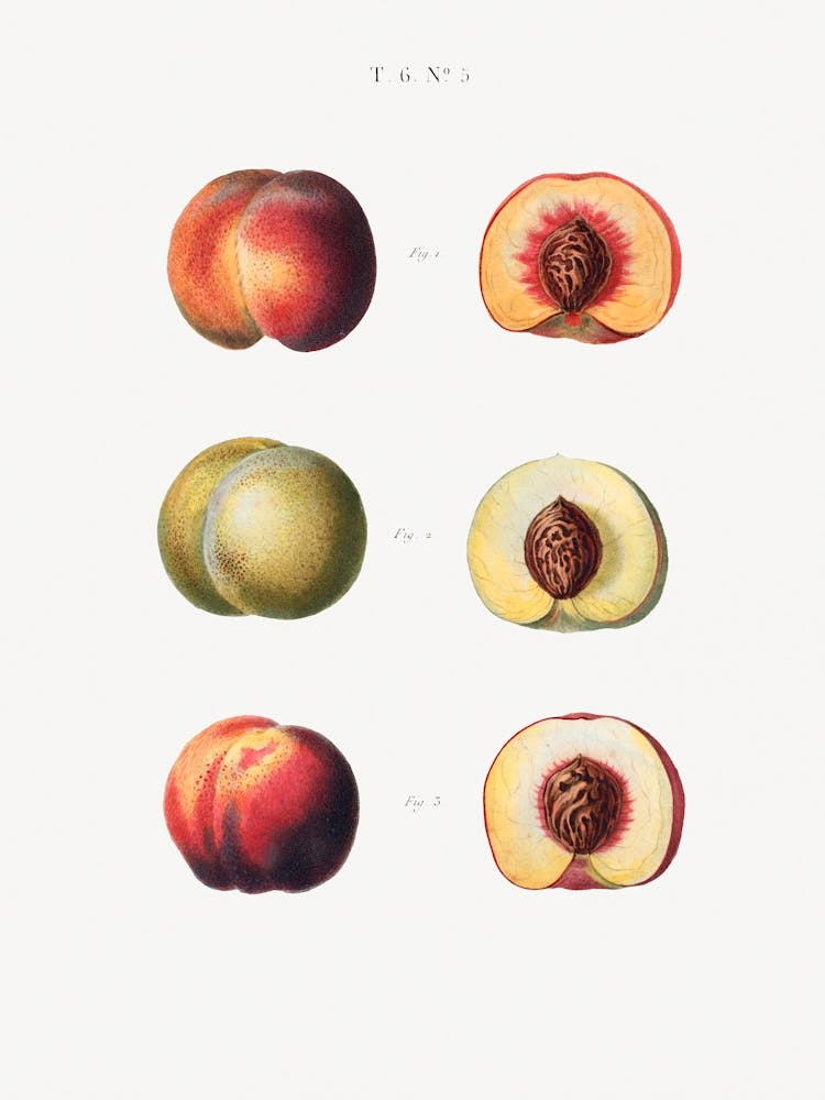 Peaches, Pierre Joseph Redoute (2)