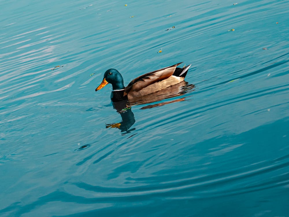 Duck. Collection. No. 1. In Blue Water. Horizontal. 1
