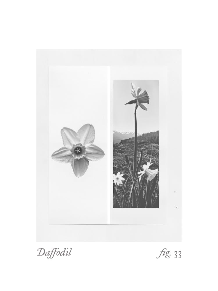 Daffodil Botanical Collage 1