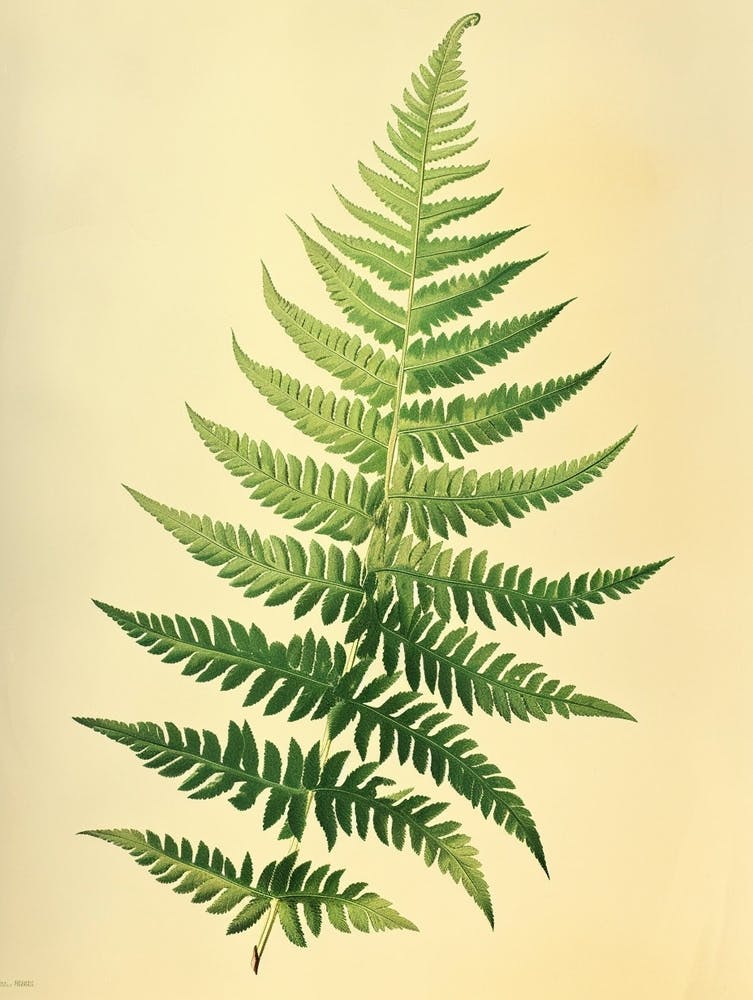 Vintage Illustration Ruffled Fern 4