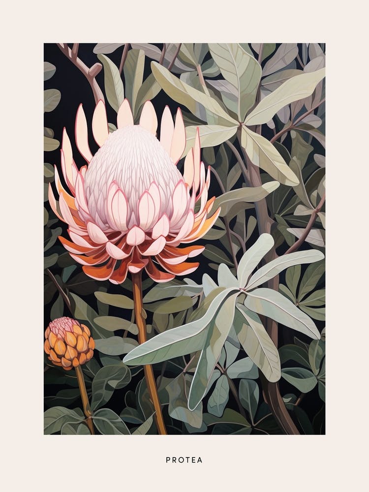 Flower Illustration Protea 1 Poster