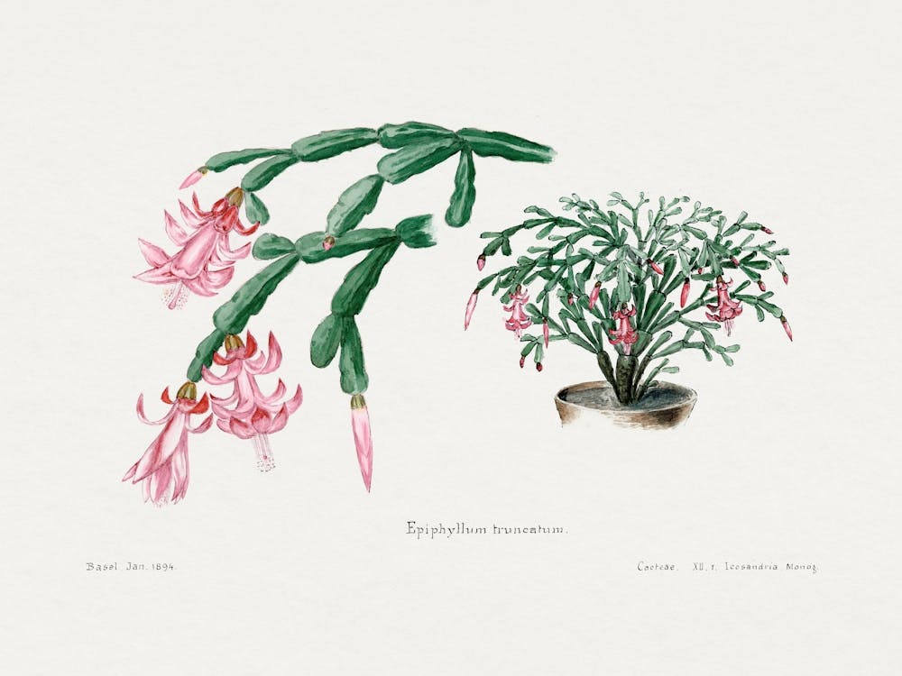 Pink Flower, Familie Der Cacteen