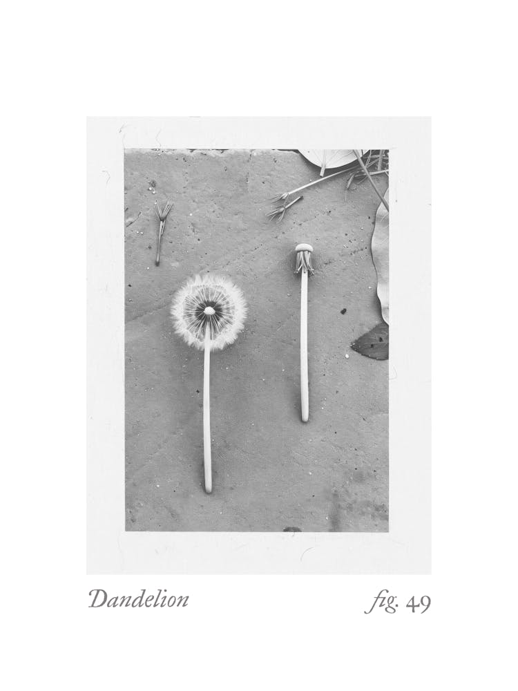 Dandelion Botanical Collage 2