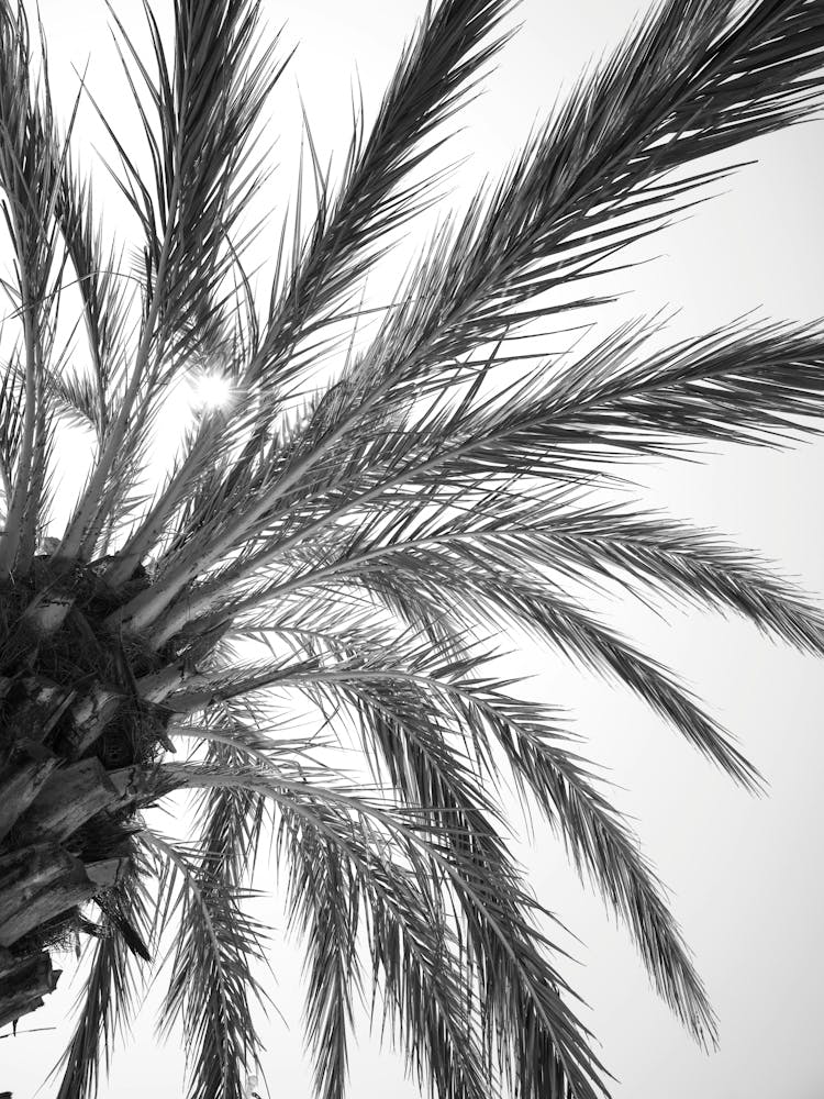 Black and white palmtree in Spain - summer botanical nature and travel photography by Christa Stroo Photography