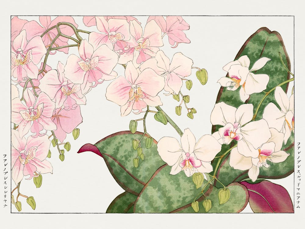Orchids