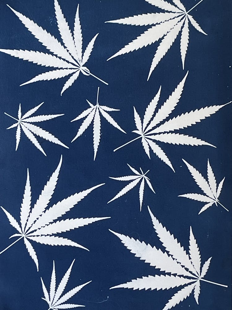 Blue cyanotype hemp leaves