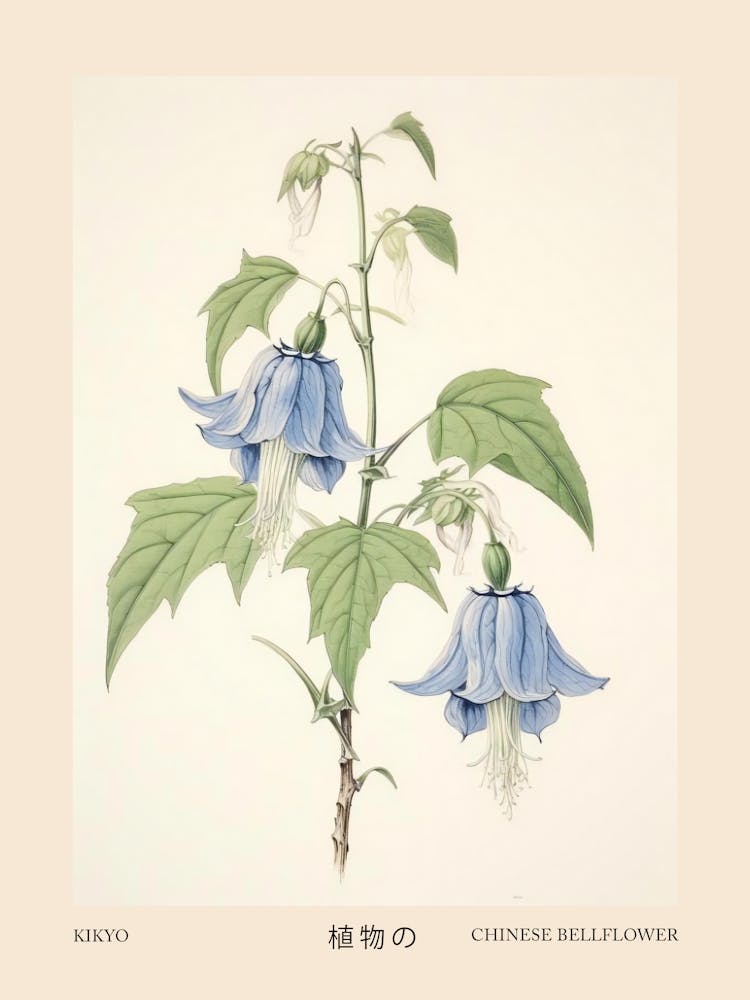 Kikyo Chinese Bellflower 2 Vintage Japanese Botanical Poster