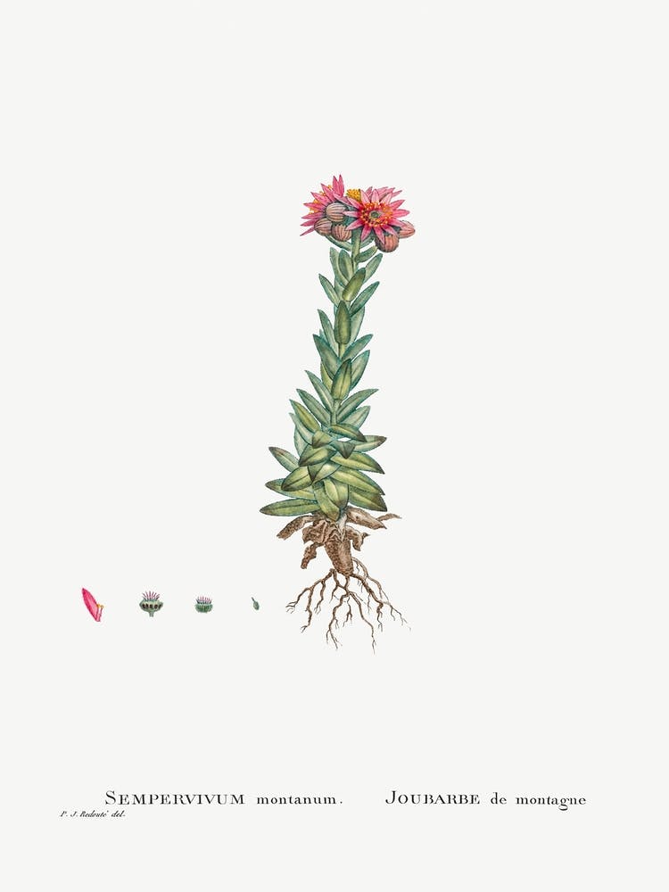 Sempervivum Montanum, Pierre Joseph Redoute