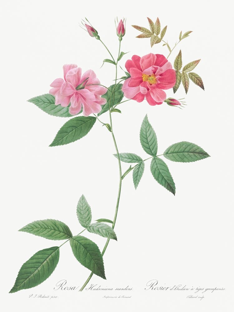 Hudson Rosehip With Climbing Stems, Pierre Joseph Redoute