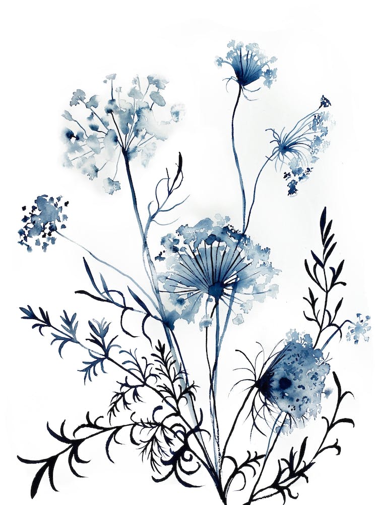 Queen Anne's Lace 10