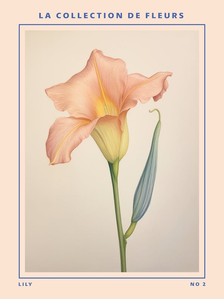 Lily 2 French Flower Botanical Poster