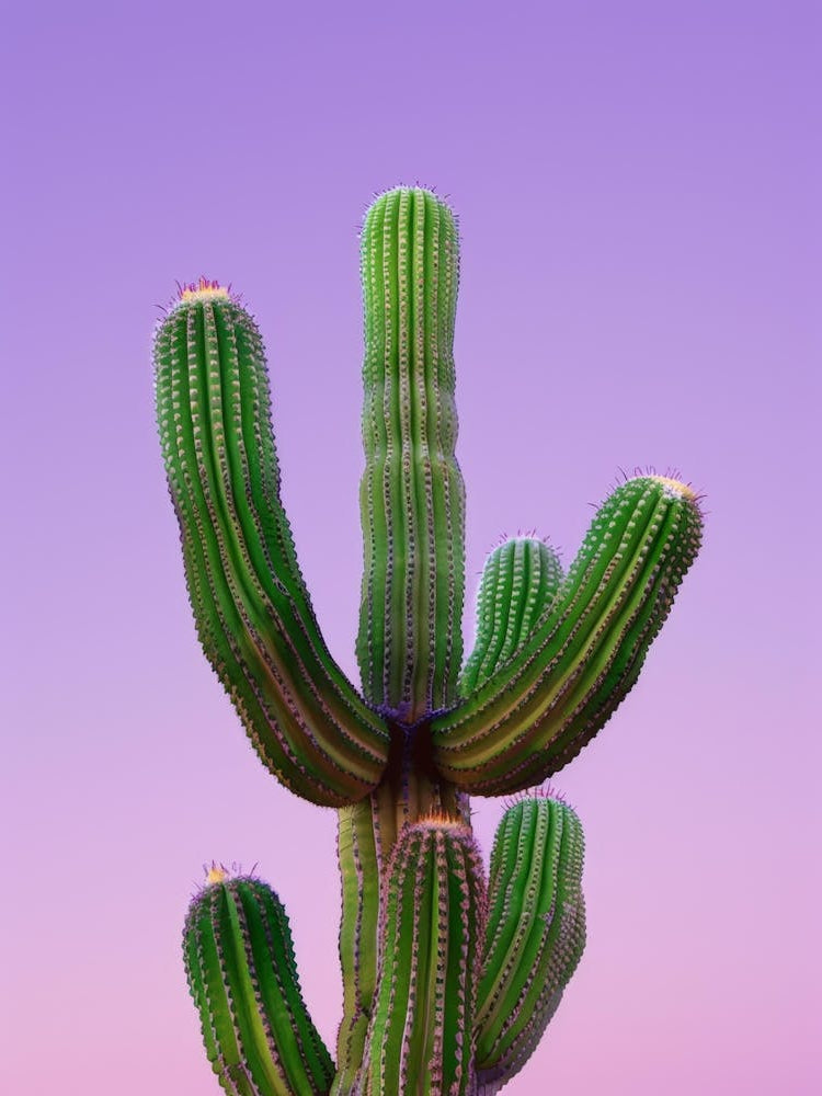 Cactus 22