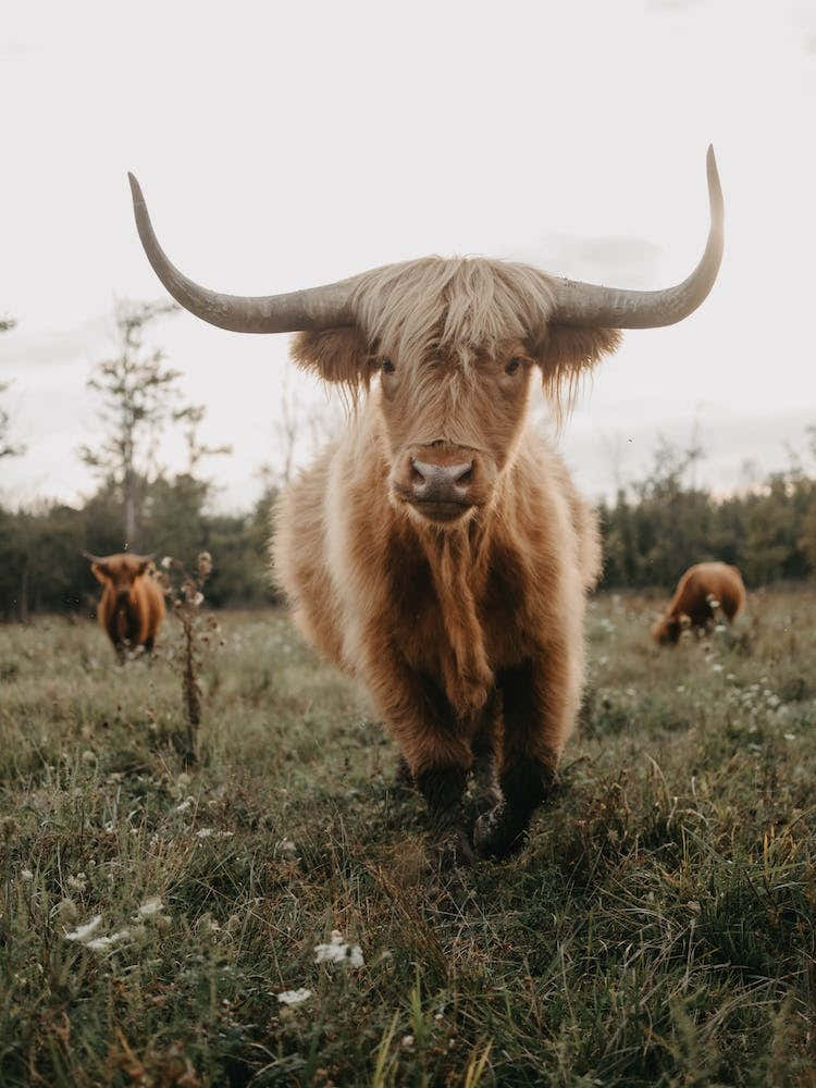 Highland Cow On The Farm
