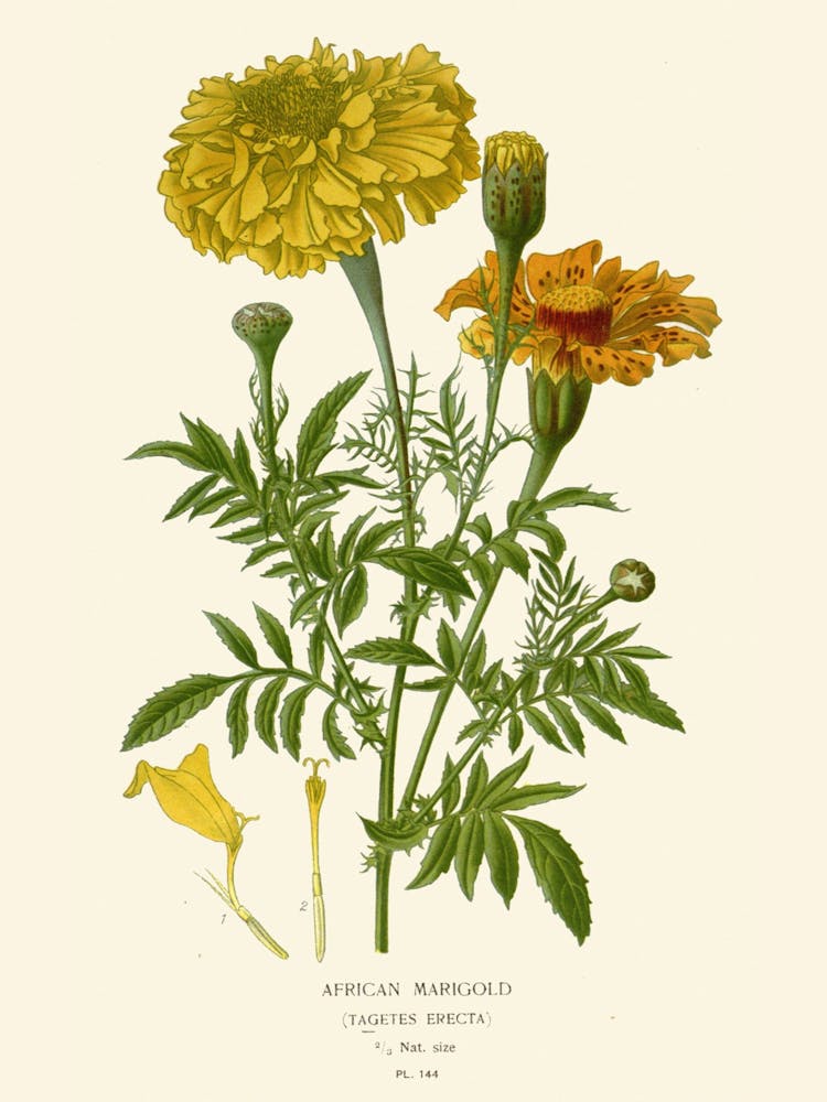 Yellow Carnations