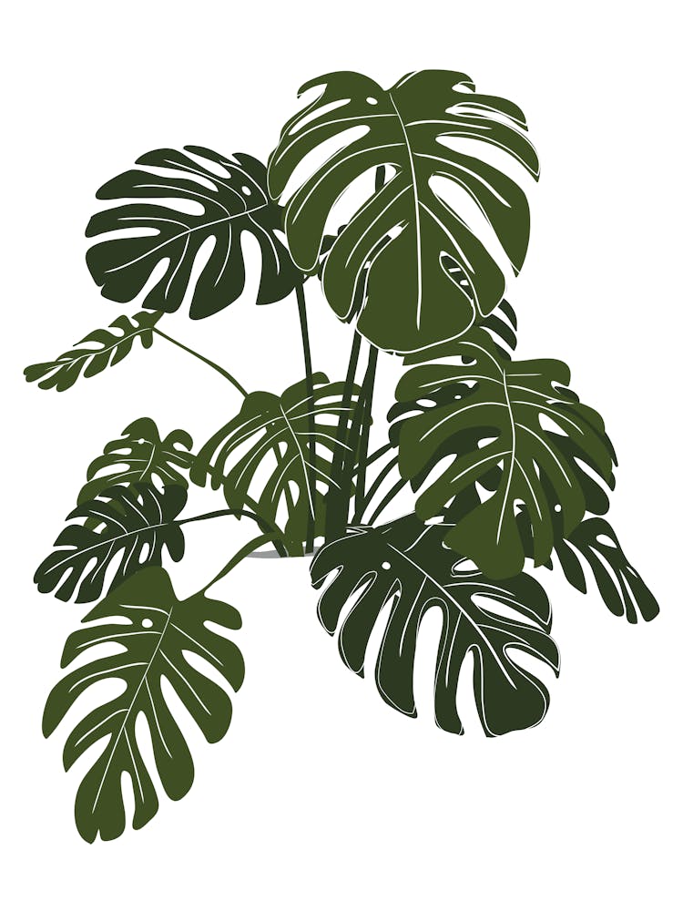 Monstera Plant