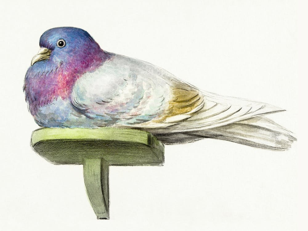 Pigeon Sitting On A Shelf, Jean Bernard