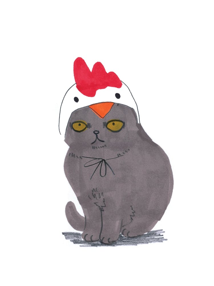Chicken Hat Cat