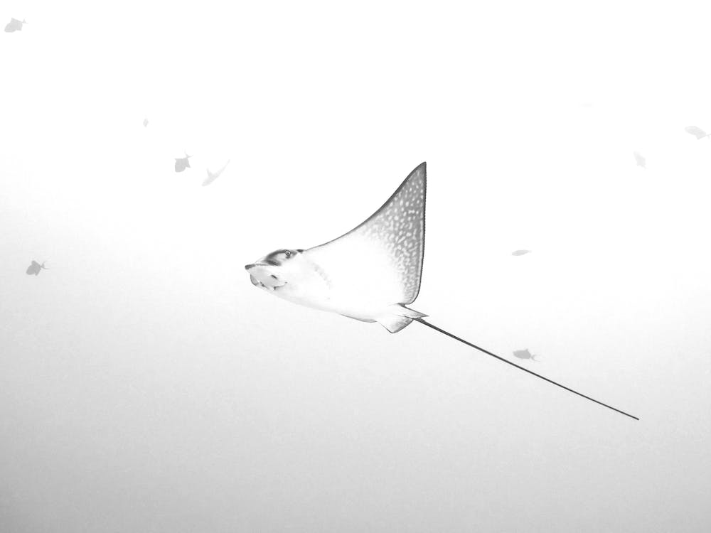 Eagle Ray In B&W