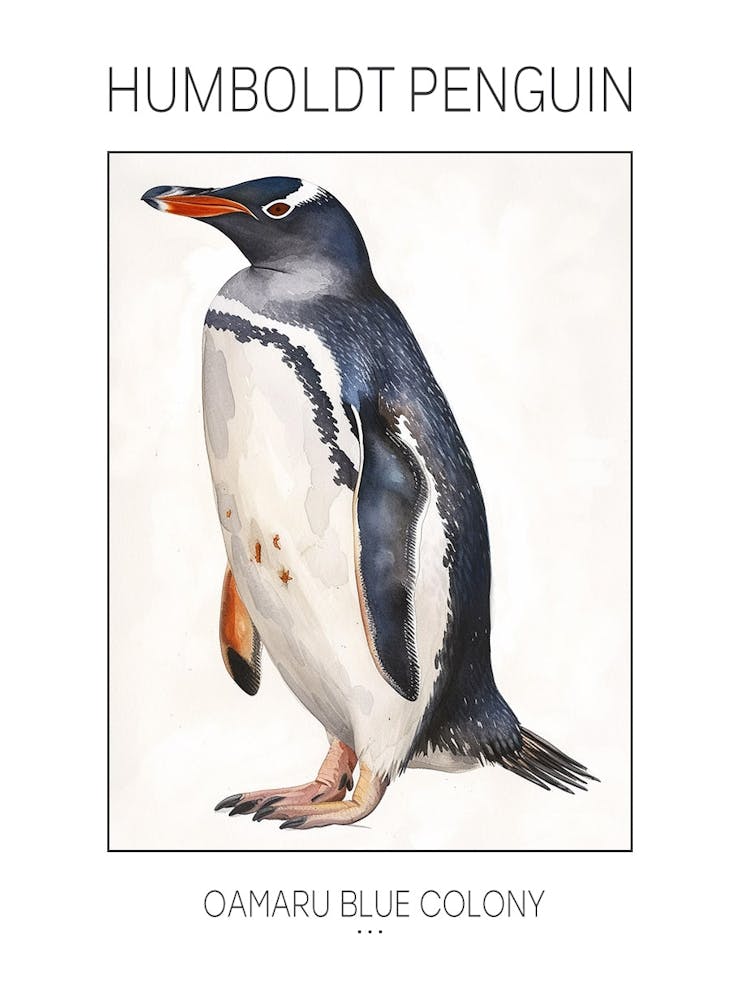 Humboldt Penguin Oamaru Blue Penguin Colony Watercolour Painting 2 Poster