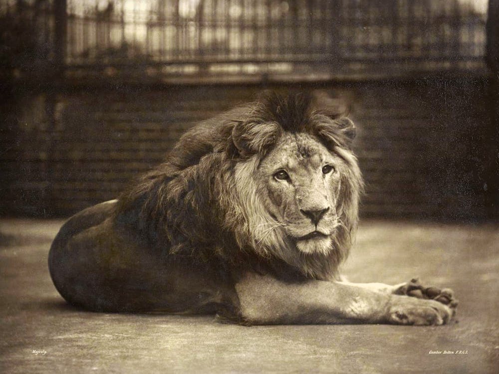 Portrait Of Majesty