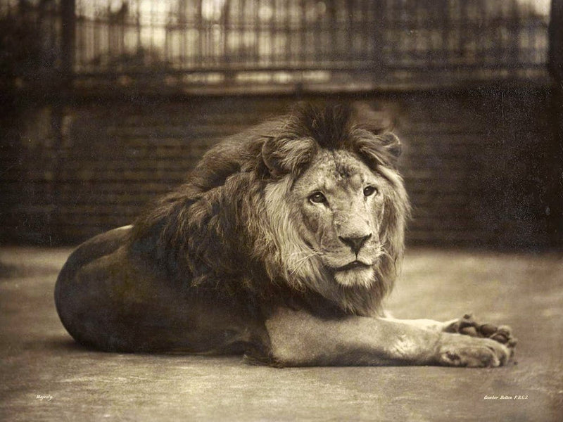 Portrait Of Majesty