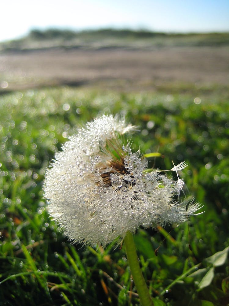Dandelion 3