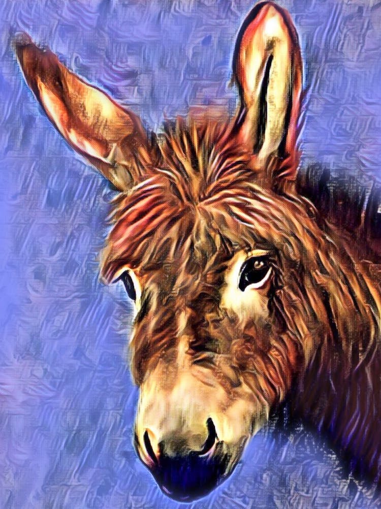 Donkey Portrait