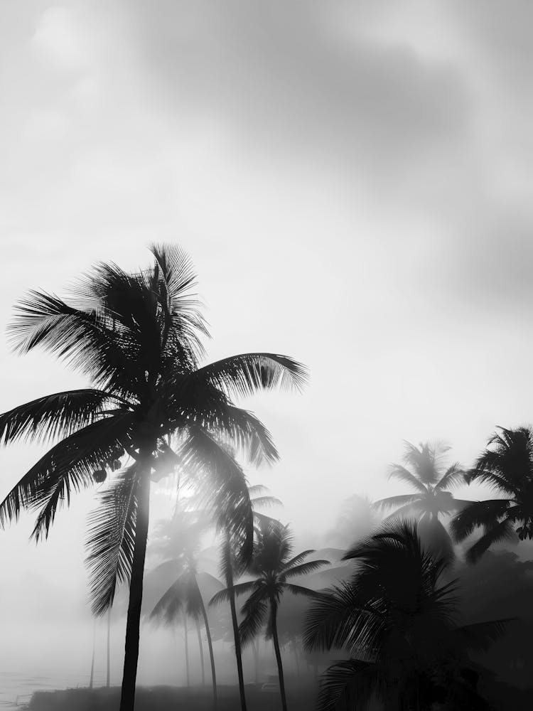 Palm Trees In The Mist 1